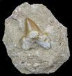 Otodus Shark Tooth Fossil In Rock - Eocene #60205-1
